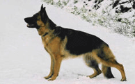 Kimmi