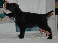 Onyx